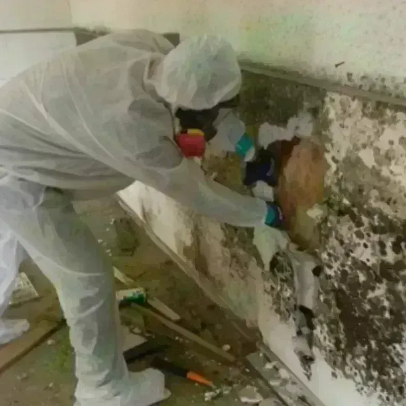 Mold Remediation and Removal in New Llano, LA